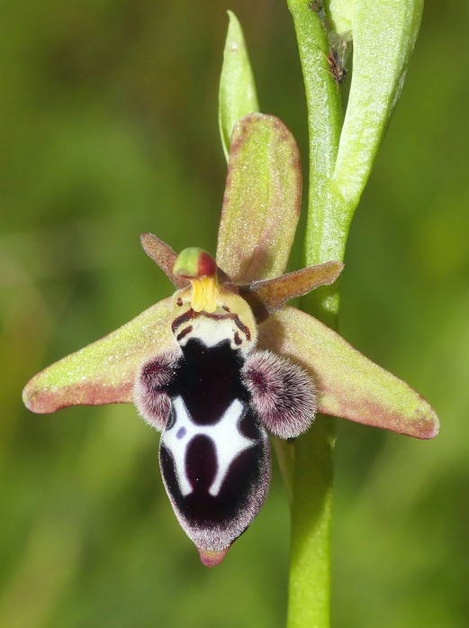 Ophrys tardive e altre orchidee in Epiro - Grecia settentrionale  22_30 maggio 2024.